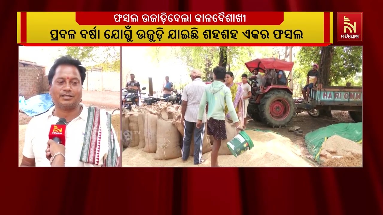 କାଳବୈଶାଖୀ ବର୍ଷାରେ ବେହାଲ୍ ସମ୍ବଲପୁର ଜିଲ୍ଲାର ଚାଷୀ