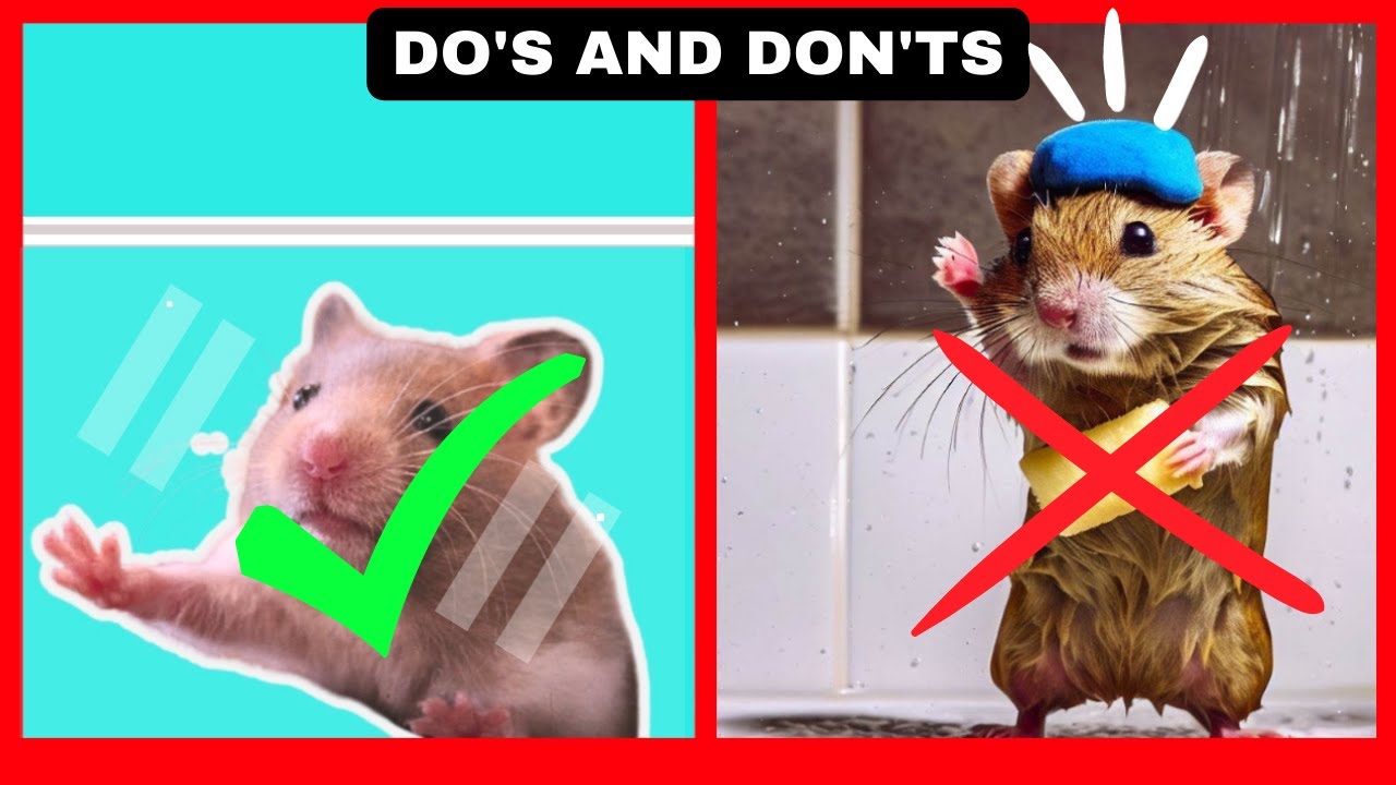 🐹the ULTIMATE hamster CARE guide in TWO MINUTES⏱️