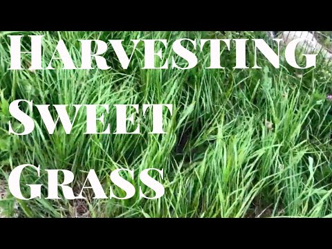 Harvesting Sweetgrass