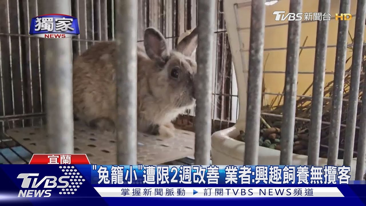 獨/礁溪烤魚餐廳「養浣熊」5動物 遭控兔擠一籠無活力 限2週改善