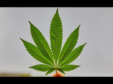 Cheeba Cheeba - Tone Loc 1989 - Lyrics