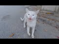 The White Cat Meows Louder Than His Big Nosed Girlfriend
