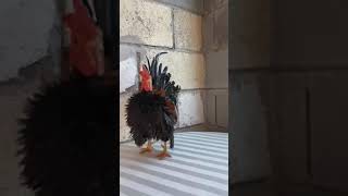 Frizzled Male #3