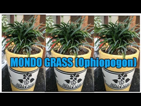 , title : 'How to grow and care MONDO GRASS//Ophiopogon propagation'
