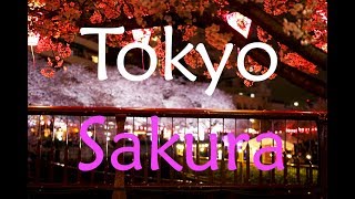 Beautiful Cherry Blossoms in Tokyo and Kamakura