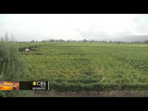 Is American wine better than French wine?