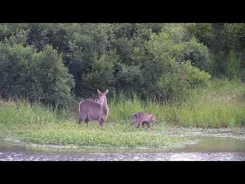 Djuma: Waterbuck female and calf-Pt:1 - 09:35 - 03/13/21
