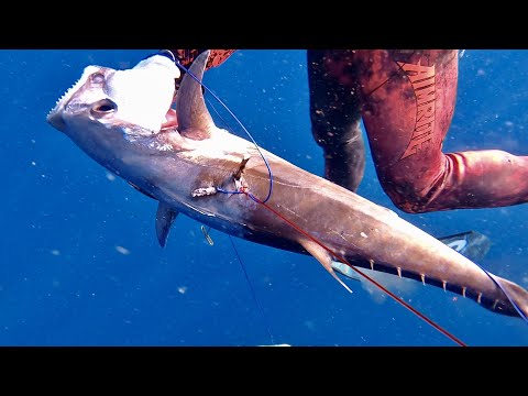 Spearfishing MARLIN, CATCH AND COOK DOGTOOTH Tuna. CRAZY SHARKS.