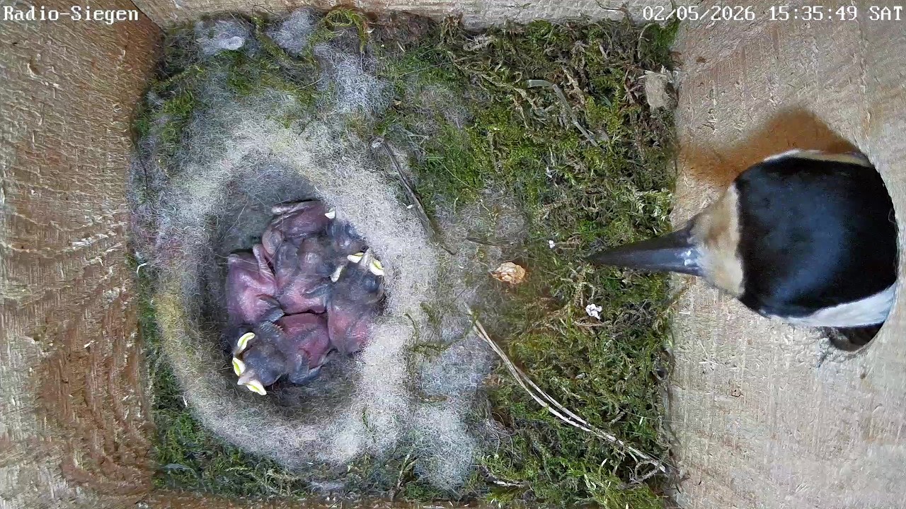 Buntspecht versucht Nest zu plündern | 02.05.2026