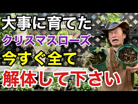 3つの重要なステップでクリスマスサボテンを復活させる方法!  庭園