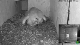 first chick day 1 Barn Owls
