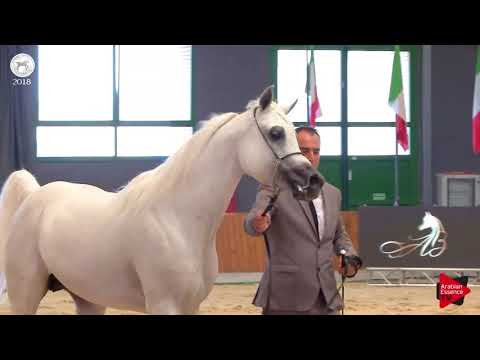 N.90 BASHIR AL RAYYAN - SEWC 2018 - Senior Stallions (Class 5B)
