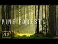 1 Hour Pine Forest (NO MUSIC) in 4K Relaxing Nature Sounds Study, Sleep, Calm, Meditation.