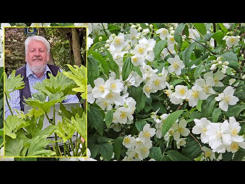 SERINGAT, UN PARFUM SI ENCHANTEUR QU’ON L’APPELLE LE JASMIN DES POÈTES. Le Quotidien du Jardin N°212