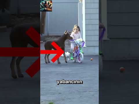Doberman Tehlikeyi Sezdi: Bir Göz Kızda, Bir Göz Yabancıda! 🛡️🐕