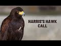 Harris S Hawk Call Harris S Hawk Sound Harris S Hawk Song Harris S Hawk Scream Screech Voice