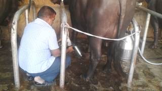 Babu Miya Dairy Farm