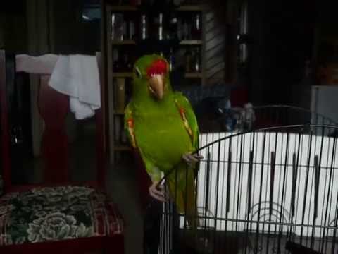 download lagu mp3 mp4 Aratinga Finschi, download lagu Aratinga Finschi gratis, unduh video klip Aratinga Finschi