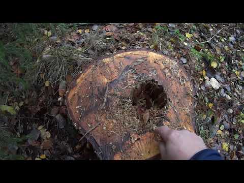 Metsolan Metsäkoulu 174 - Mistä tyhmempikin tietää, että koivu on laho