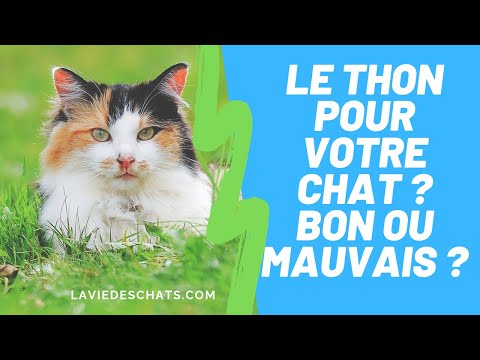 download lagu mp3 mp4 Thon Et Chat, download lagu Thon Et Chat gratis, unduh video klip Thon Et Chat