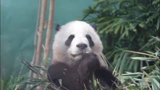 preview picture of video 'Panda panda panda'