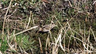 20180301ﾀｼｷﾞ（田鷸）