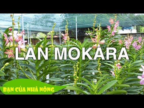 Lan Mokara cắt cành mô hình mới ở Đức Linh #47 Lan Mokara cắt cành mô hình mới ở Đức Linh