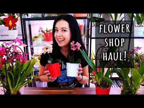 Fragrant Phalaenopsis Orchids at the Flower Shop! 🤩 Mini Orchid Haul