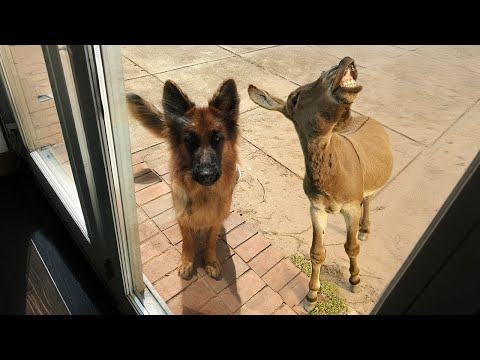 Quand votre chien ramène un ami à la maison 🤣funny dog video