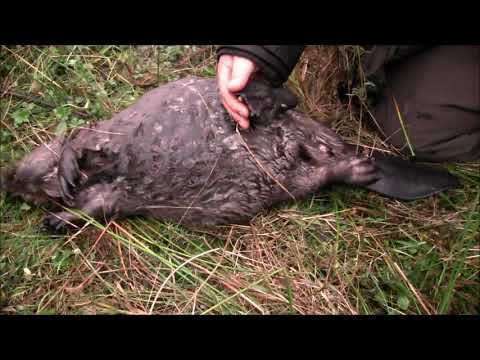 Spotkałem myśliwych - odcinek 71  Polowanie na bobra w ramach odstrzału redukcyjnego