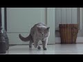 Royal Canin britų trumpaplaukis kačiukas 2kg