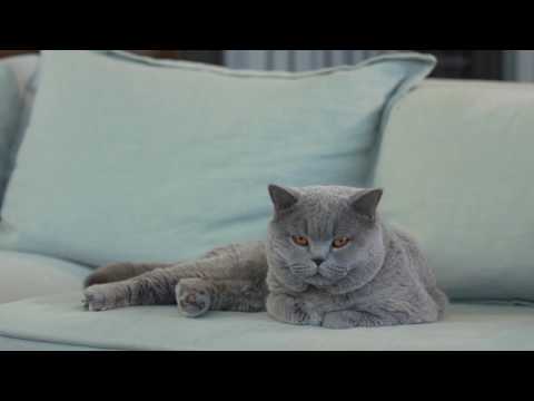 Royal Canin British Shorthair 2kg video