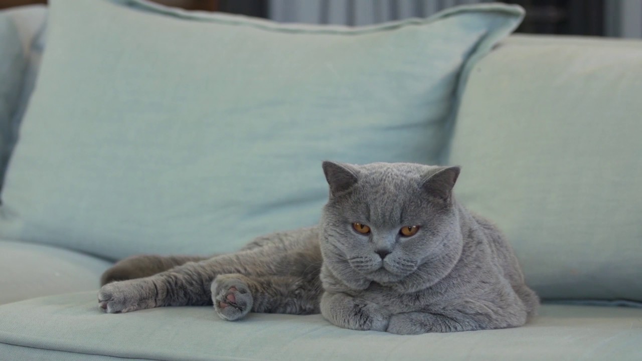 Watch video Royal Canin Feline Breed Nutrition : British Shorthair Now Royal Canin Feline Breed Nutrition : British Shorthair