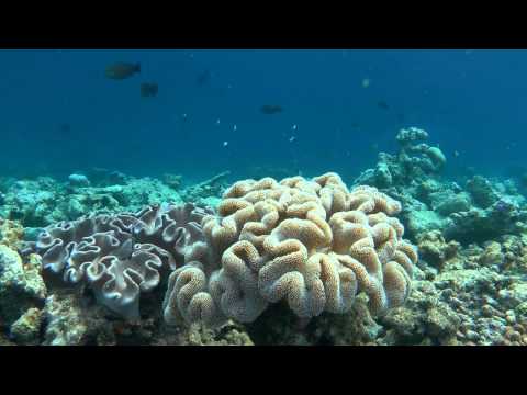 Подводный мир Biyadoo  часть 3