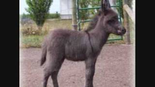 Little Donkey With Lyrics in Description