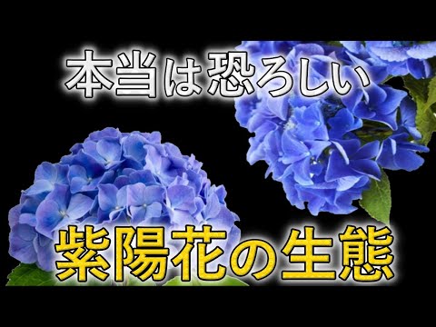 アジサイはなぜ色を失うのですか？この花がなぜそんなに悲しいのかを調べてみましょう…  庭園