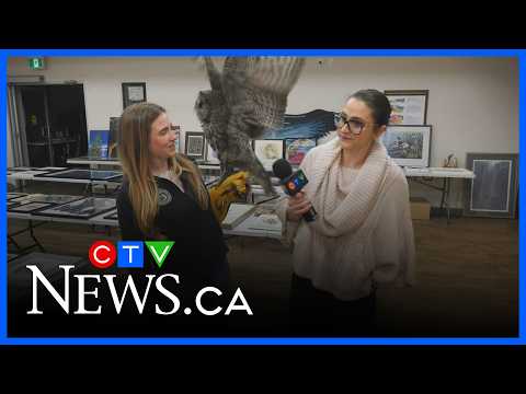 Ash the Great Grey Owl - YouTube