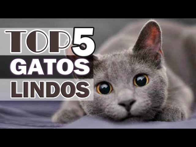 Vídeo relacionado con HOBBIESAY Broche de gato de dibujos animados con diseño de gatos blancos y negros, broches esmaltados de aleación para bolsos, chaquetas, mochilas, ropa, S, Aleación y esmalte