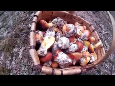 Amanita caesarea 2015 [HD]