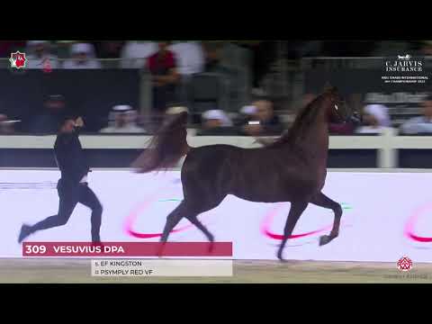 N.309 VESUVIUS DPA - Abu Dhabi International AHC 2023 - Stallions 4 Years Old and Older (Class 6D)
