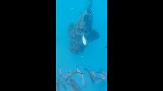 Download lagu Mancing Ikan Kerapu Besar ‼️ #shorts mp3 Download lagu Mancing Ikan Kerapu Besar ‼️ #shorts mp3