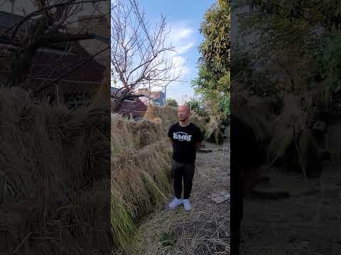 Proyecto chiíta con techo de paja ¡Paja! ¡paja!