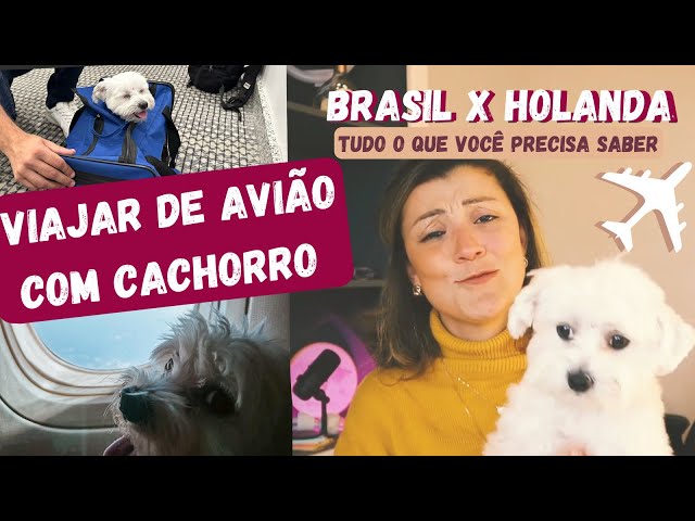 Como viajar com cachorro de avião | Brasil X Holanda