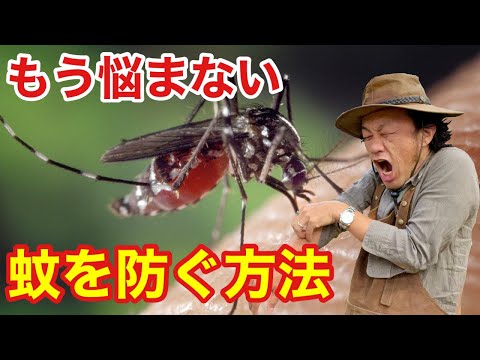 侵入者を自然に撃退する最高の蚊よけ植物13選  庭園