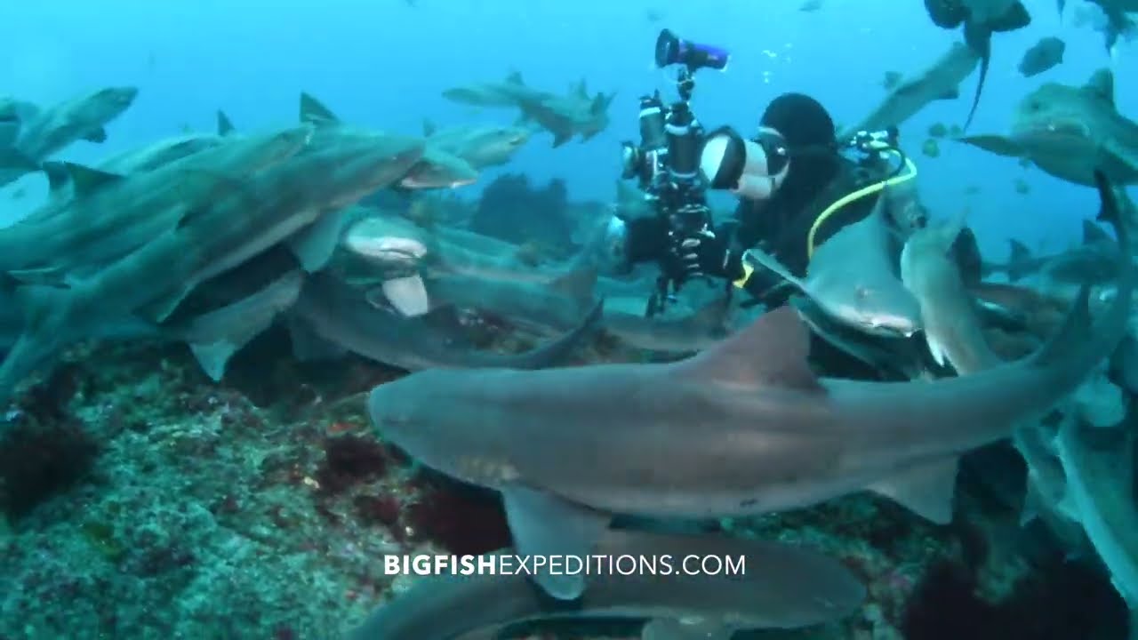 Japanese Shark Diving Safari 2023. Sharks and Rays of Japan.