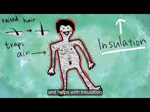 Goosebump, Hiccup, and Yawn