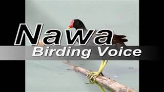 Download lagu Suara burung mandar / cara membuat alat pemanggil burung mandar, peruk, pelan. mp3