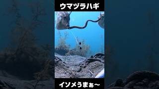 アオイソメにウマヅラハギ　フグ邪魔ｗ　 #捕食シーン #釣り #水中カメラ