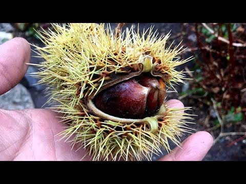 How To Grow Malabar Chestnut From Seeds. Seed From Fresh Fruit