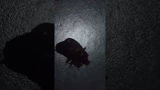 Download lagu mabak mabak mp3